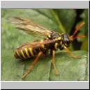 Tenthredo scrophulariae - Braunwurz-Blattwespe 07.jpg